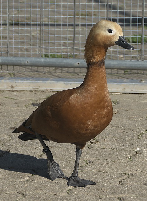 为何这两人