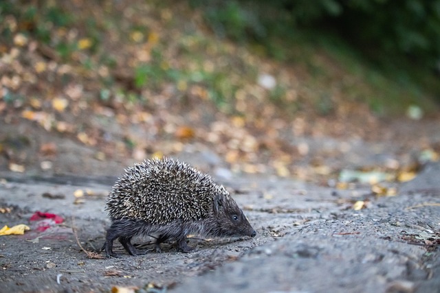阿特金森展 阿特金森展