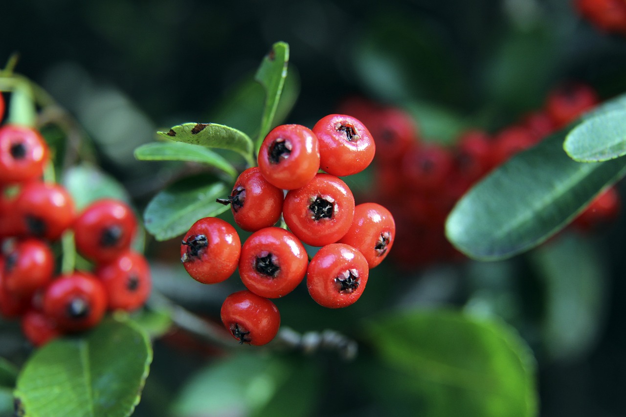 孟菲斯灰熊 孟菲斯灰熊